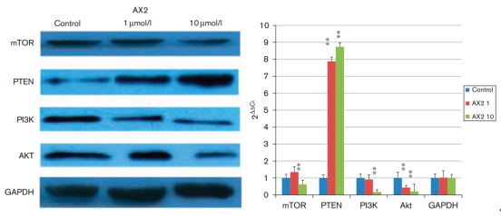 Apoptosis of human prostate cancer cells induced by marine actinomycin X2 through the mTOR pathway compounded by MiRNA144