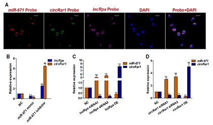 A novel regulatory network among LncRpa, CircRar1, MiR?671 and apoptotic genes promotes lead?induced neuronal cell apoptosis