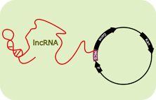 lncRNA
