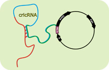 circRNA