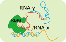 RNAӽϵͳ