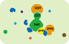 GST pulldown