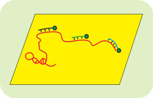 RNAӫԭλӽRNA-FISH