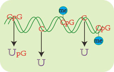 BSP