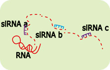 RNA