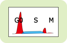 ϸ