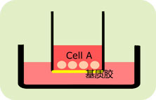 ϸǨ