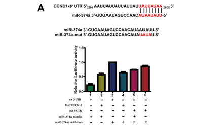 microRNA-374a suppresses colon cancer progression by directly reducing CCND1 to inactivate the PI3K/AKT pathway