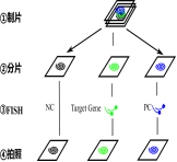 ¹ڲCOVID-19ӫԭλӽ(RNA-FISH)ԼУ; ɹз