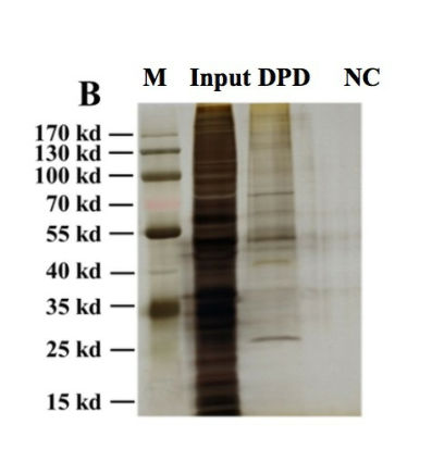 VviWRKY40, a WRKY Transcription Factor, Regulates Glycosylated Monoterpenoid Production by?VviGT14?in Grape Berry