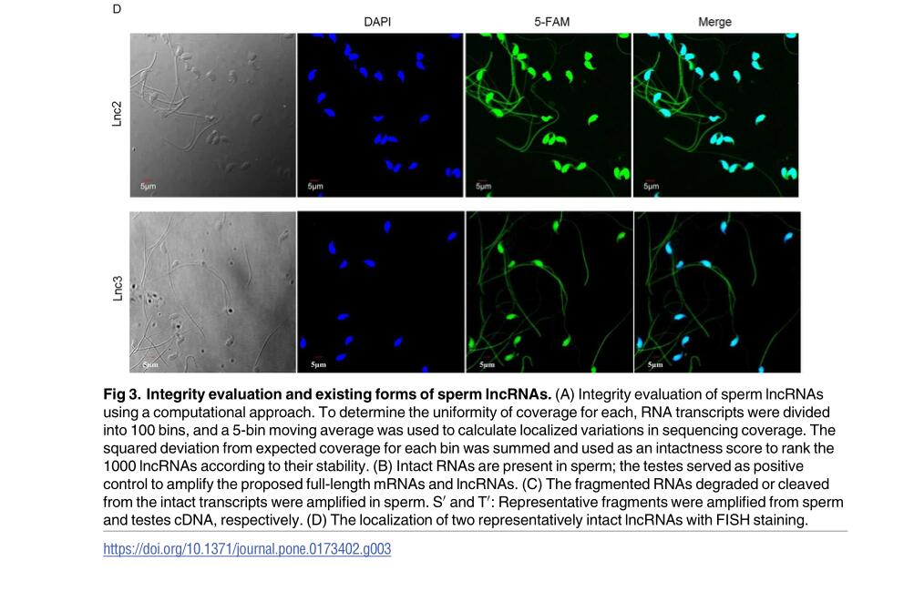 Systematic identification and characterization of long non-coding RNAs in mouse mature sperm