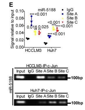 HBX-induced miR-5188 impairs FOXO1 to stimulate -catenin nuclear translocation and promotes tumor stemness in hepatocellular carcinoma