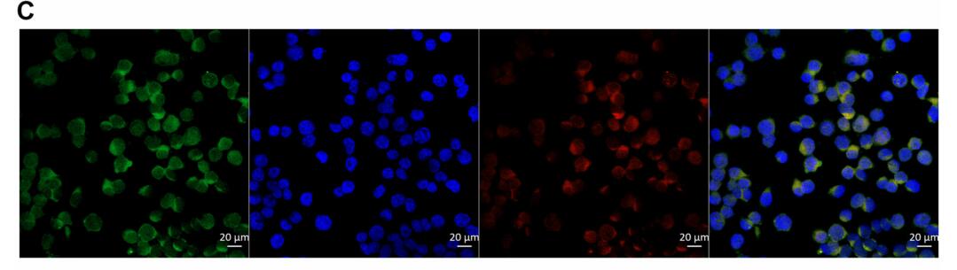 Circular HDAC9/microRNA-138/Sirtuin-1 Pathway Mediates Synaptic and Amyloid Precursor Protein Processing Deficits in Alzheimers Disease
