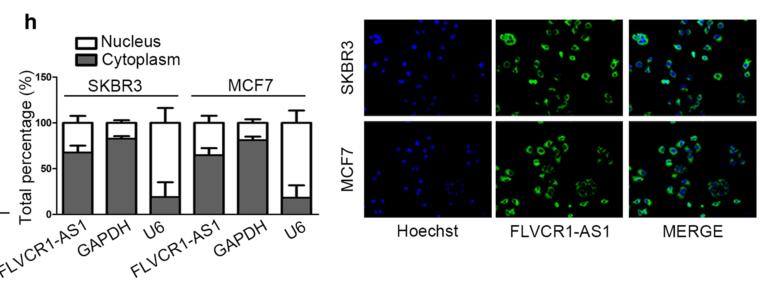 LncRNA FLVCR1-AS1 promotes proliferation, migration and activates Wnt/-catenin pathway through miR-381-3p/CTNNB1 axis in breast cancer