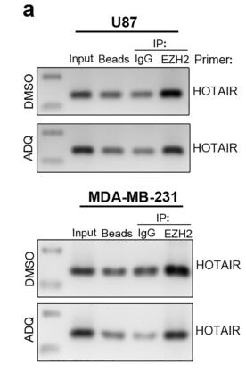 Targeted design and identification of AC1NOD4Q to block activity of HOTAIR by abrogating the scaffold interaction with EZH2