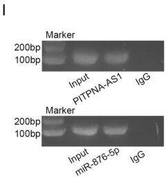 PITPNA-AS1 abrogates the inhibition of miR-876-5p on WNT5A to facilitate hepatocellular carcinoma progression