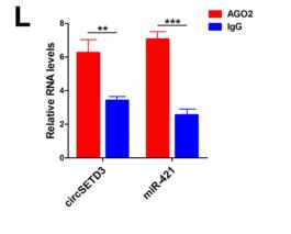 CircSETD3 (Hsa_circ_0000567) acts as a sponge for microRNA-421 inhibiting hepatocellular carcinoma growth