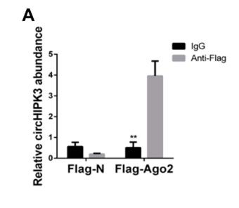 CircHIPK3 Facilitates the G2/M Transition in Prostate Cancer Cells by Sponging miR-338-3p