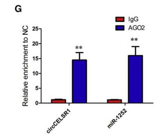 circCELSR1 (hsa_circ_0063809) Contributes to Paclitaxel Resistance of Ovarian Cancer Cells by Regulating FOXR2 Expression via miR-1252
