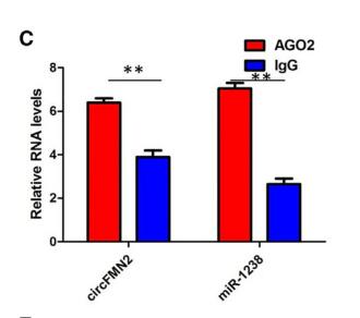 circFMN2 Sponges miR-1238 to Promote the Expression of LIM-Homeobox Gene 2 in Prostate Cancer Cells