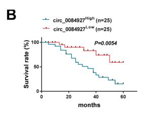 Circ_0084927 Facilitates Cervical Cancer Development via Sponging miR-142-3p and Upregulating ARL2