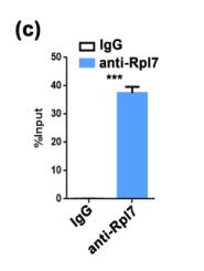 Sp1-Mediated circRNA circHipk2 Regulates Myogenesis by Targeting Ribosomal Protein Rpl7