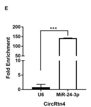 CircRtn4 Acts as the Sponge of miR-24-3p to Promote Neurite Growth by Regulating CHD5