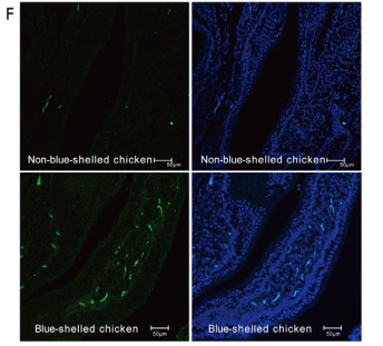 An EAV-HP Insertion in 5 Flanking Region of SLCO1B3 Causes Blue Eggshell in the Chicken