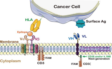 ڲtengbo9885ЯImgen BioSciences˾Ͻ¡ȵTCR-CAR-TTcar-T