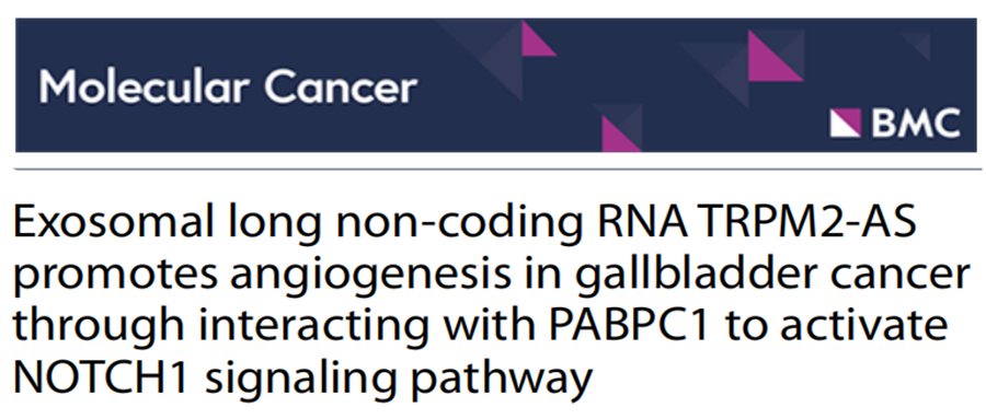 ̽Ŵѧоķ峤ǱRNA TRPM2-ASͨPABPC1໥ãNOTCH1źͨ·ٽҰеѪ