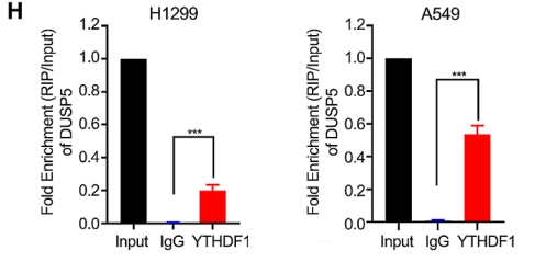  DUSP5 regulated by YTHDF1-mediated m6A modification promotes epithelial-mesenchymal transition and EGFR-TKI resistance via the TGF-/Smad signaling pathway in lung adenocarcinoma