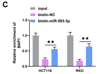 Circ_0087851 suppresses colorectal cancer malignant progression through triggering miR?593-3p/BAP1-mediated ferroptosis