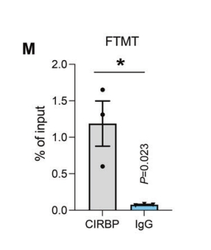 Cold-inducible RNA binding protein alleviates iron overloadinduced neural ferroptosis under perinatal hypoxia insult