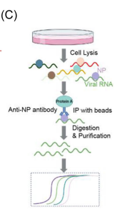 TRIM6 facilitates SARS\CoV\2 proliferation by catalyzing the K29\typed ubiquitination of NP to enhance the ability to bind viral genomes
