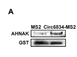 Circ6834 suppresses non-small cell lung cancer progression by destabilizing ANHAK and regulating miR-873-5p/TXNIP axis