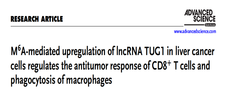 ̽Ŵѧоķm6a鵼ĸΰϸlncRNA TUG1ϵCD8+ TϸĿӦ;ϸ
