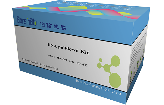DNA pulldownԼ